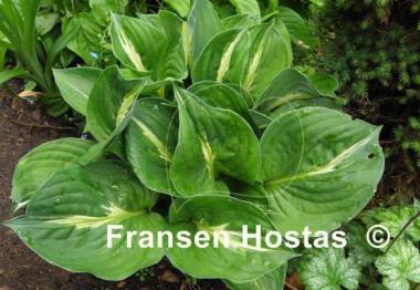 Hosta Victor