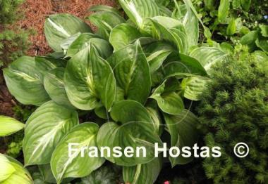 Hosta Victor