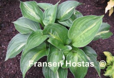 Hosta Victor