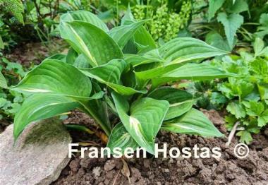 Hosta Victor