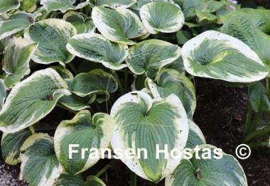 Hosta Victory Lap