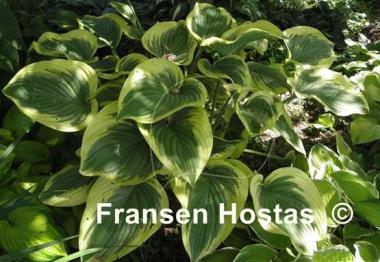 Hosta Victory