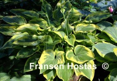 Hosta Victory