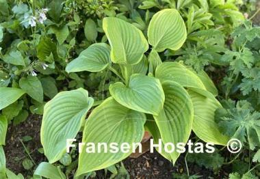 Hosta Victory