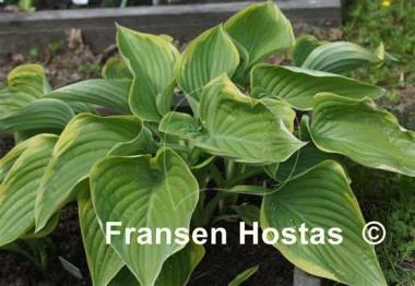 Hosta Victory