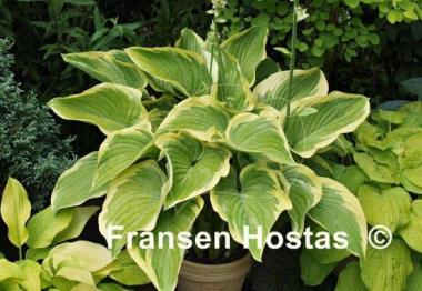 Hosta Victory