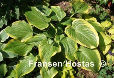 Hosta Victory