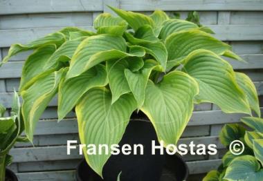 Hosta Victory