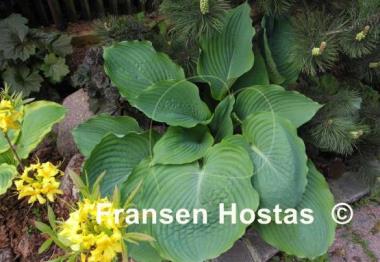 Hosta Viking Ship