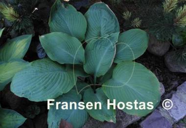 Hosta Viking Ship