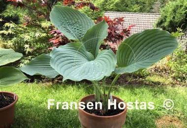Hosta Viking Ship