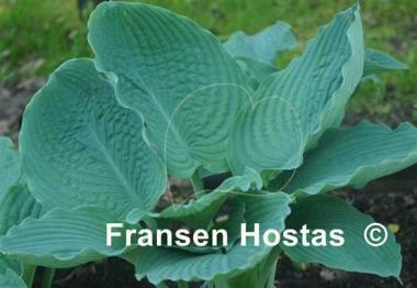 Hosta Viking Ship