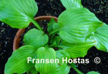 Hosta Vilmoriniana