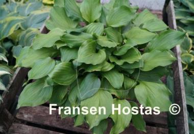 Hosta Vilmoriniana