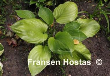 Hosta Vim and Vigor
