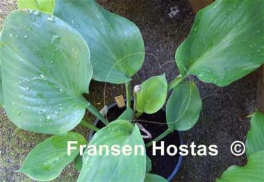 Hosta Vim and Vigor