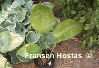 Hosta Vim and Vigor
