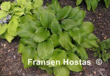 Hosta Vino Verde