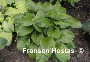 Hosta Vino Verde