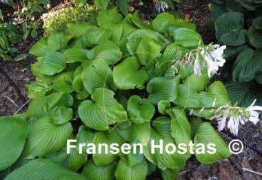 Hosta Vino Verde