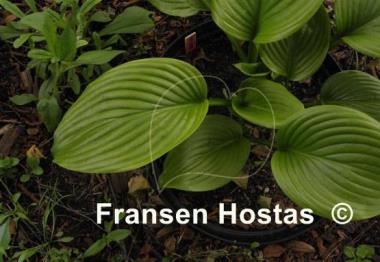 Hosta Vino Verde