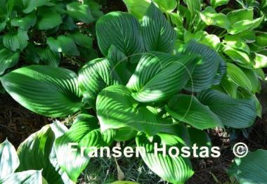 Hosta Vino Verde