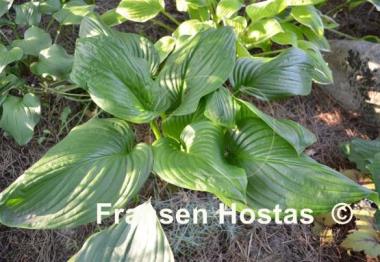 Hosta Vino Verde