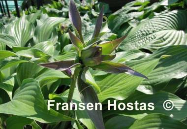 Hosta Violetta