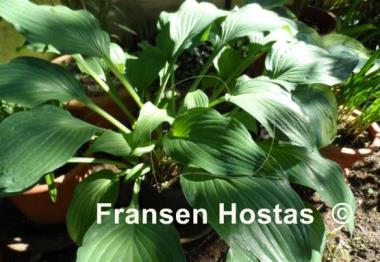 Hosta Violetta