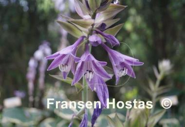 Hosta Violetta