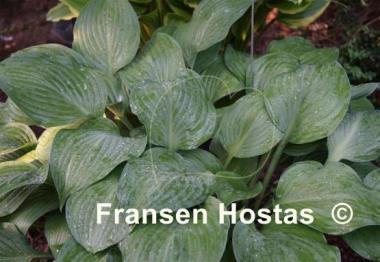 Hosta Violetta