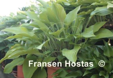 Hosta Violetta
