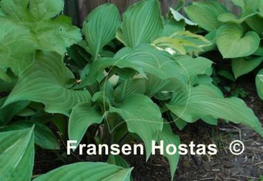 Hosta Violetta
