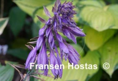 Hosta Violetta