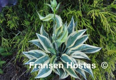 Hosta Virginia Reel