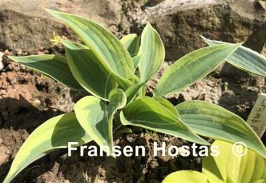 Hosta Virginia Reel