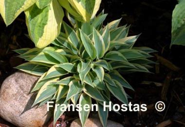 Hosta Virginia Reel