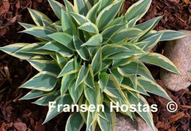 Hosta Virginia Reel