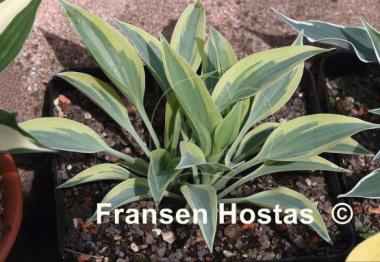 Hosta Virginia Reel
