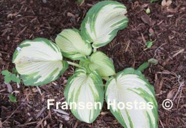 Hosta Viva Las Vegas