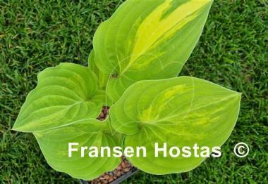 Hosta Vivacious
