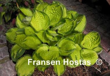 Hosta Volcano Island