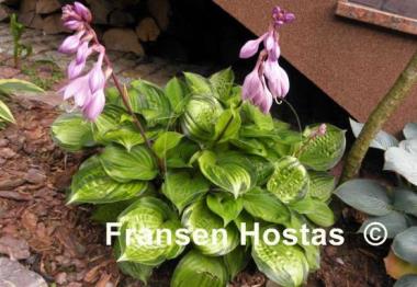 Hosta Volcano Island