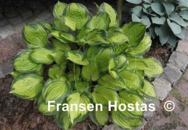 Hosta Volcano Island