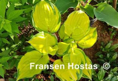 Hosta Volcano Island