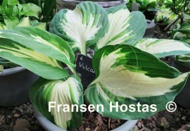 Hosta Vulcan