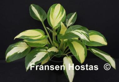 Hosta Vulcan