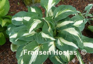 Hosta Vulcan