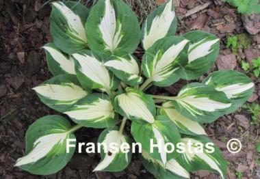 Hosta Vulcan