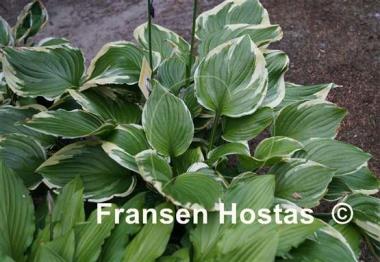 Hosta ventricosa 'Aureomarginata'